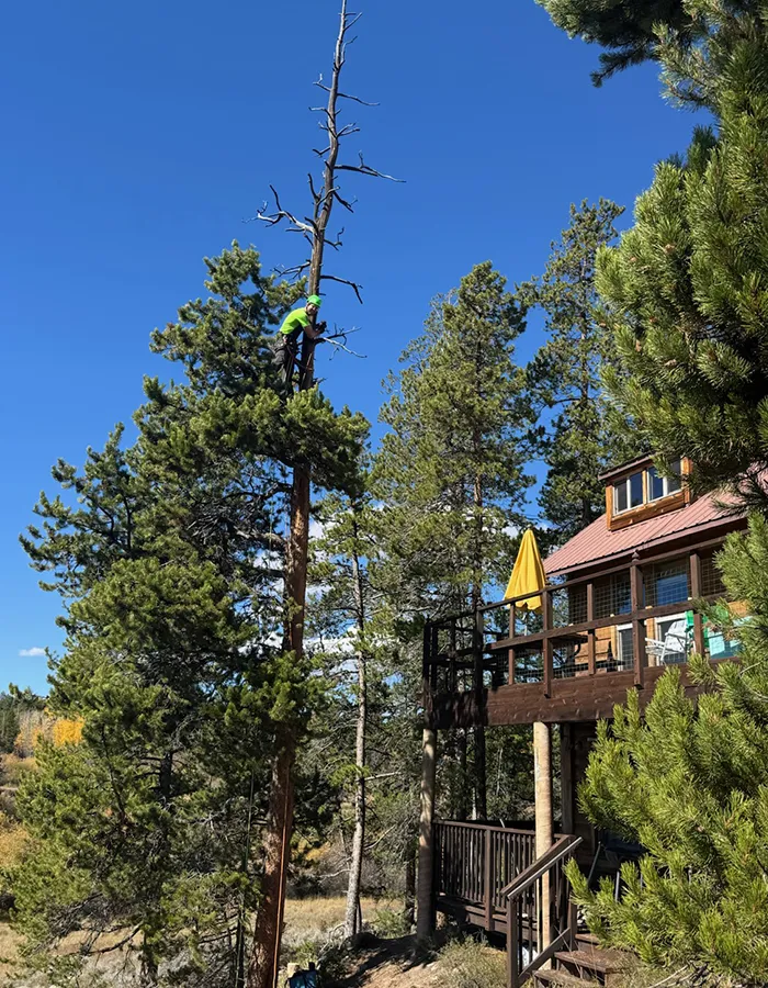 An Arborist Consultation