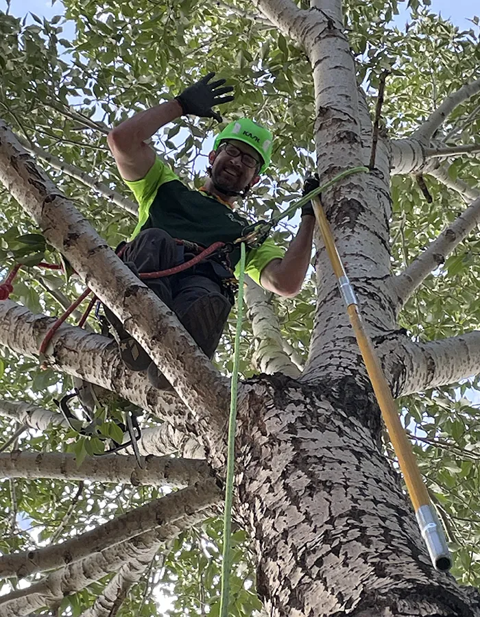 Arborist Tree Removal
