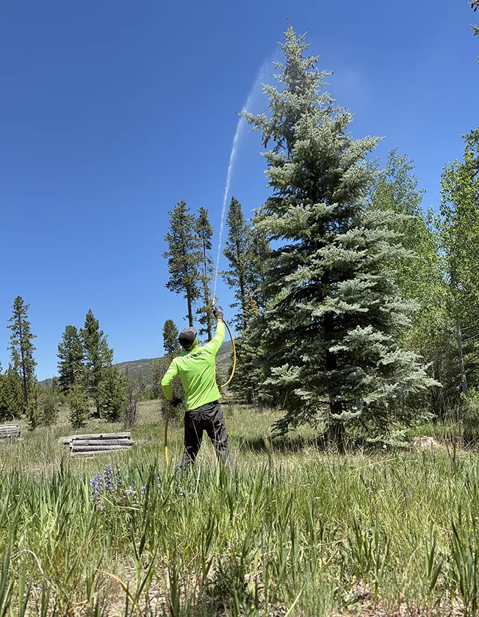 Spraying A Tree