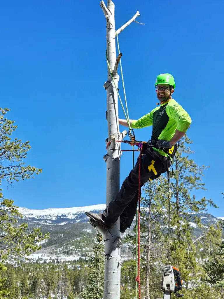 Tree Removal Service